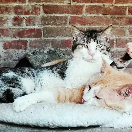 Çiftlik konaklama Casarossa